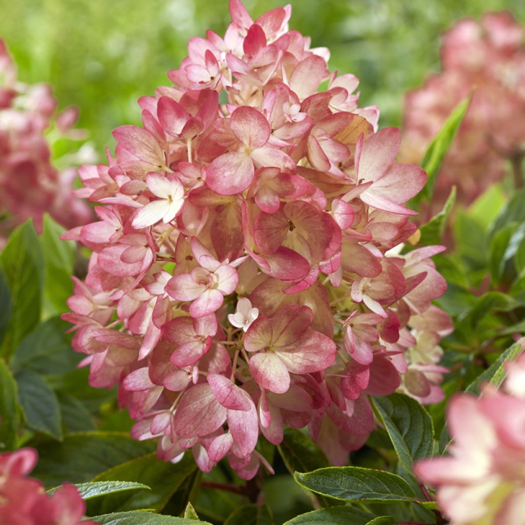 Rispenhortensie Groundbreaker - Hydrangea paniculata