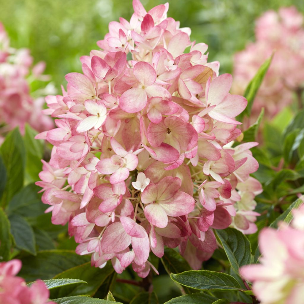 Rispenhortensie Groundbreaker - Hydrangea paniculata