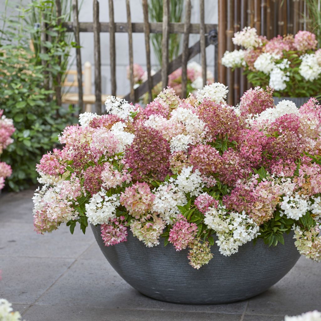 Rispenhortensie Groundbreaker - Hydrangea paniculata