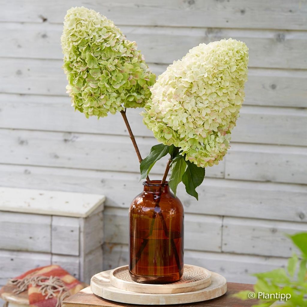 Hortensia - Hydrangea paniculata Hercules