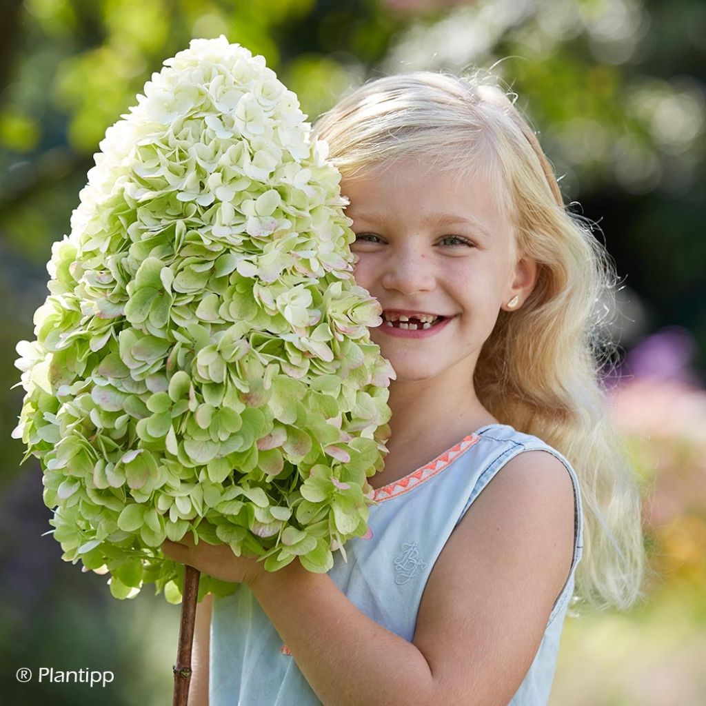 Hortensia - Hydrangea paniculata Hercules