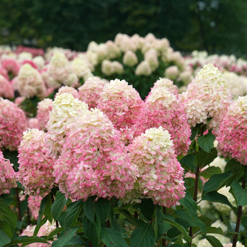 Rispenhortensie Limelight Prime® Proven Winners® - Hydrangea paniculata