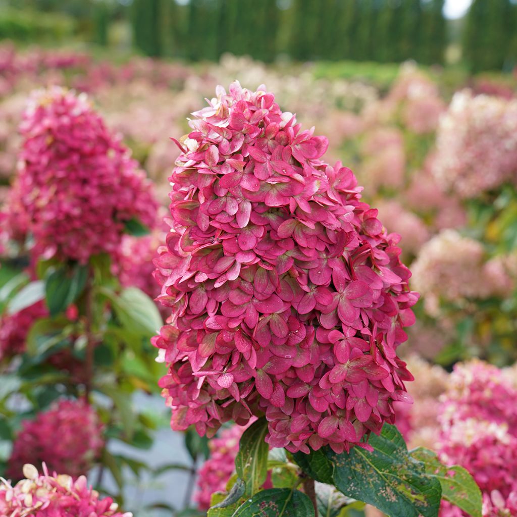 Rispenhortensie Limelight Prime® Proven Winners® - Hydrangea paniculata