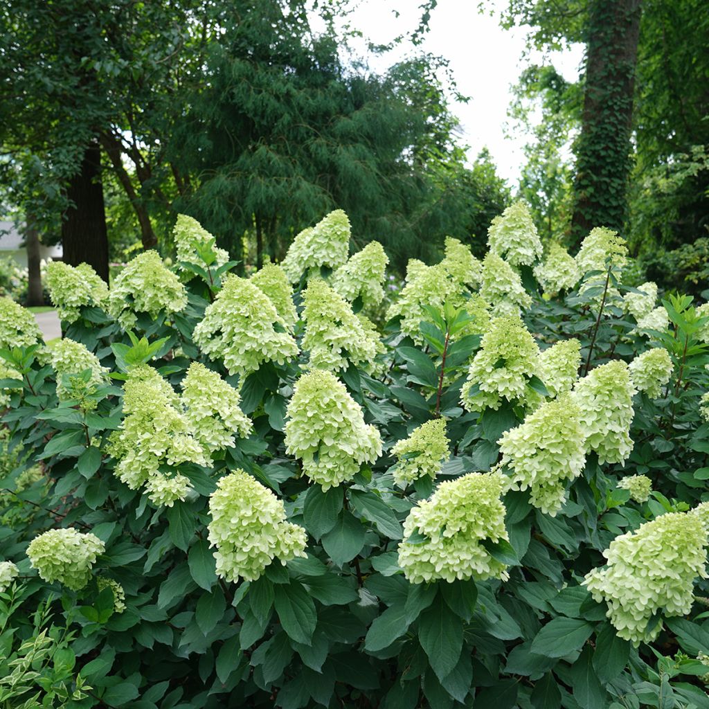 Rispenhortensie Limelight Prime® Proven Winners® - Hydrangea paniculata