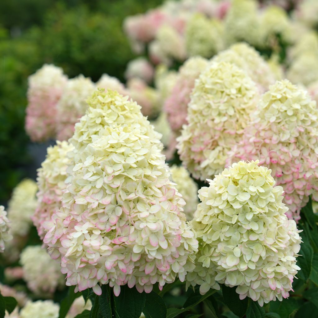 Rispenhortensie Limelight Prime® Proven Winners® - Hydrangea paniculata