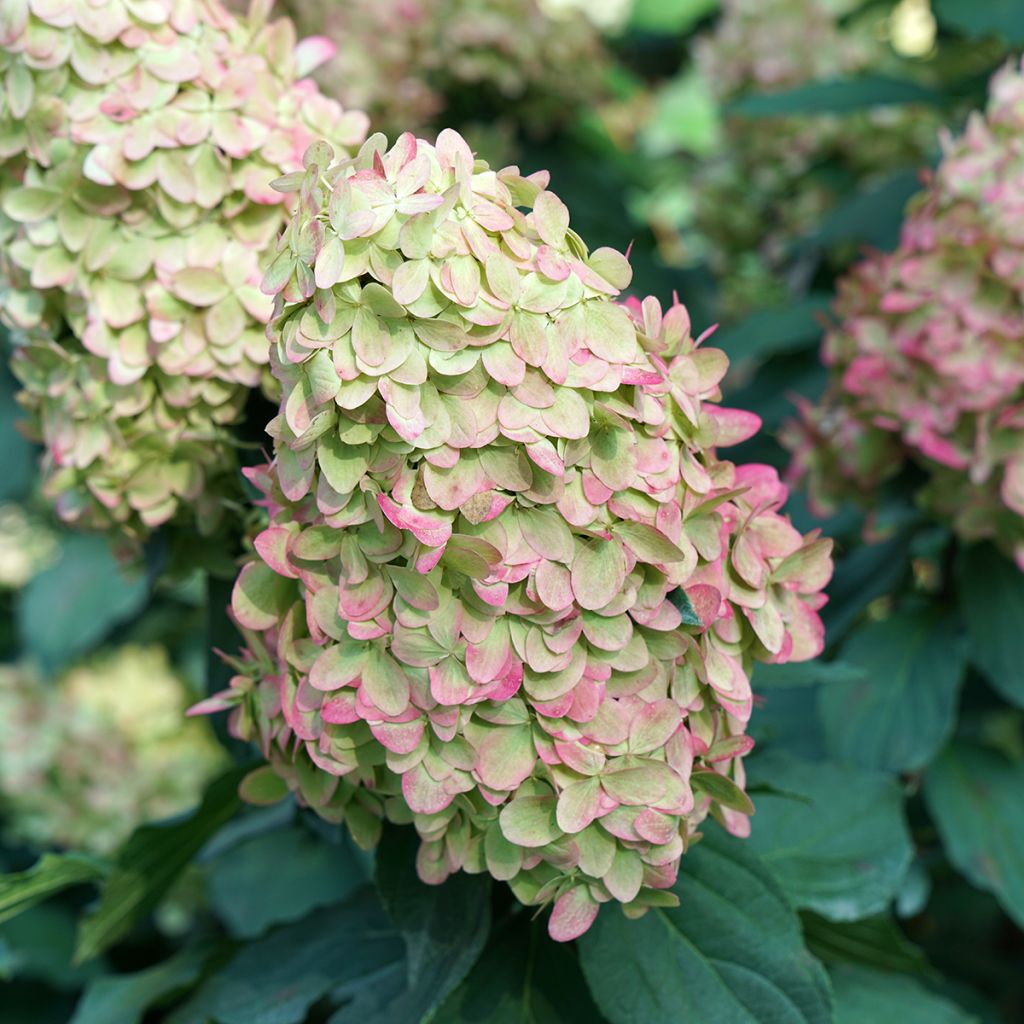 Rispenhortensie Limelight Prime® Proven Winners® - Hydrangea paniculata