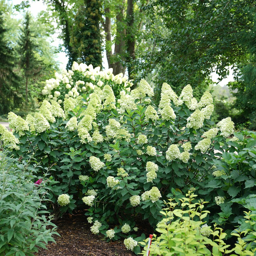 Rispenhortensie Limelight Prime® Proven Winners® - Hydrangea paniculata