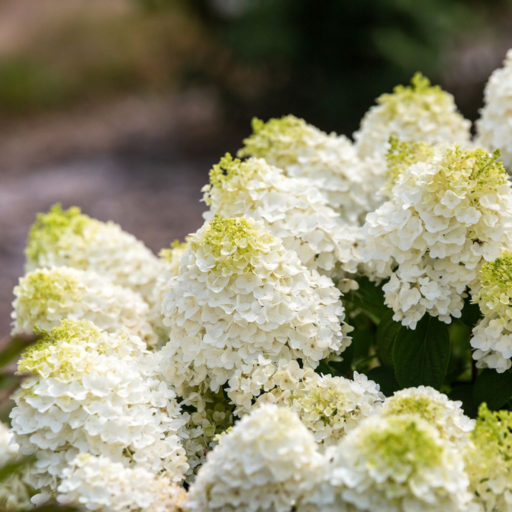 Rispenhortensie Little Hottie® First Editions® - Rispenhortensie Limelight Prime® Proven Winners® - Hydrangea paniculata