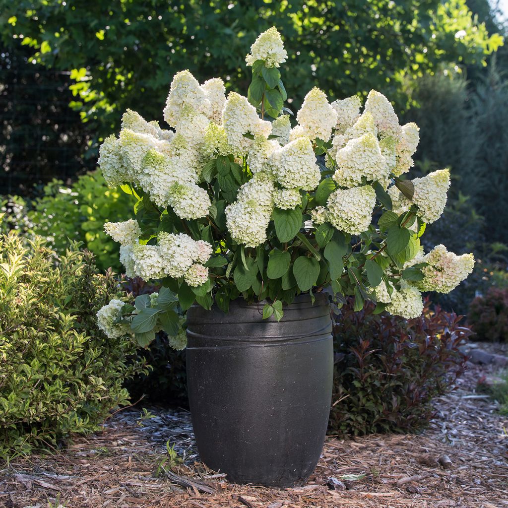 Rispenhortensie Little Hottie® First Editions® - Rispenhortensie Limelight Prime® Proven Winners® - Hydrangea paniculata