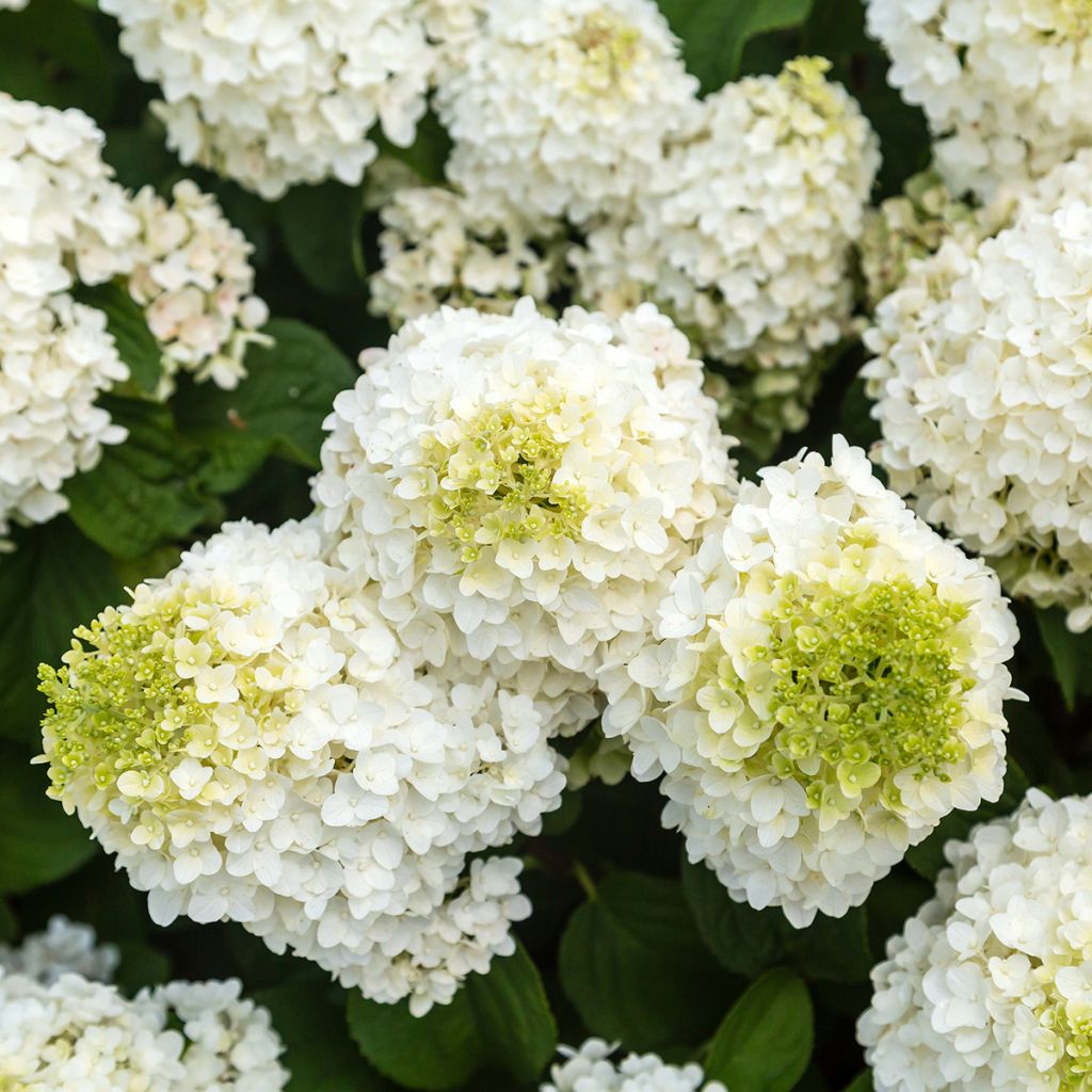 Rispenhortensie Little Hottie® First Editions® - Rispenhortensie Limelight Prime® Proven Winners® - Hydrangea paniculata