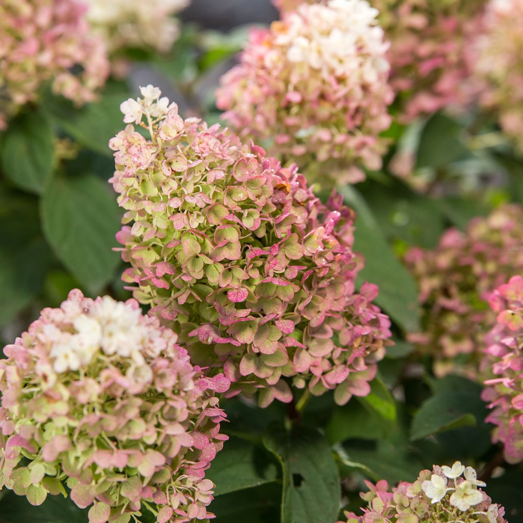 Rispenhortensie Little Hottie® First Editions® - Rispenhortensie Limelight Prime® Proven Winners® - Hydrangea paniculata