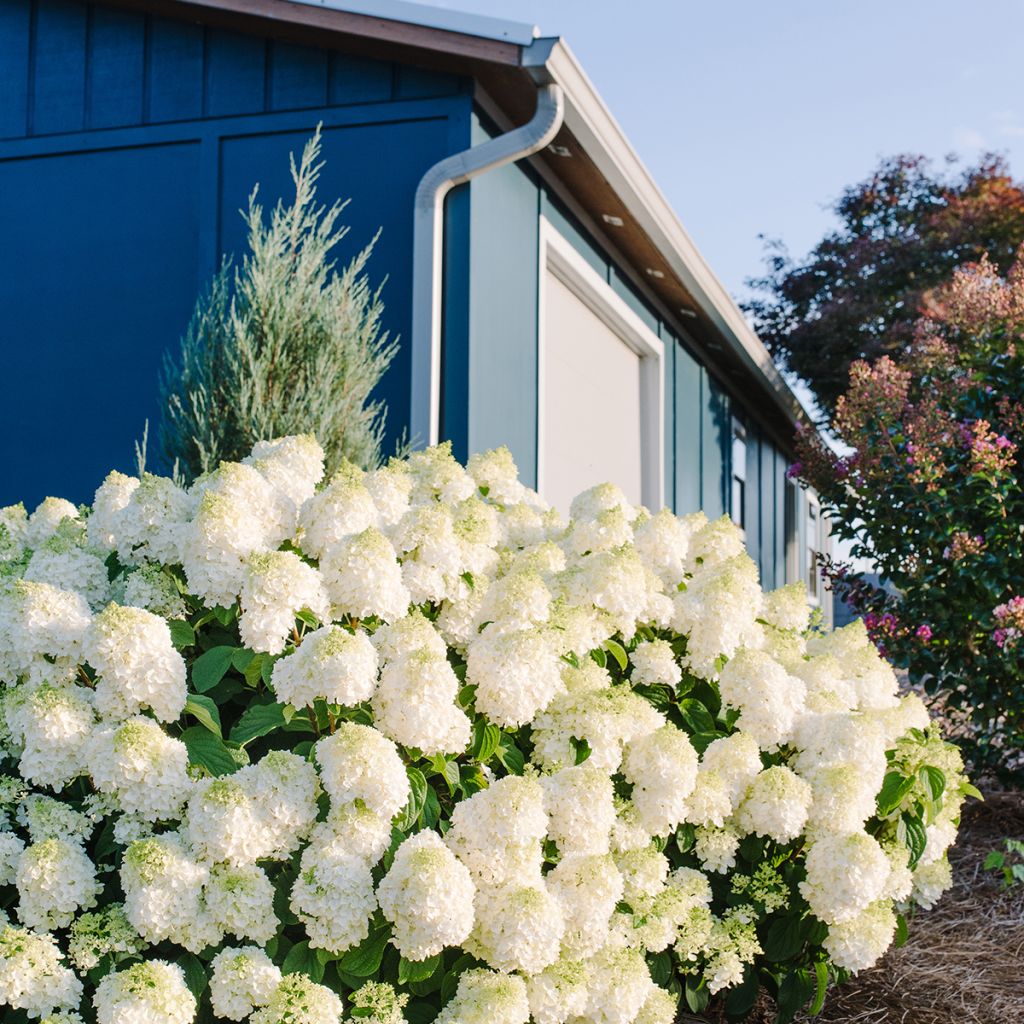 Rispenhortensie Little Hottie® First Editions® - Rispenhortensie Limelight Prime® Proven Winners® - Hydrangea paniculata