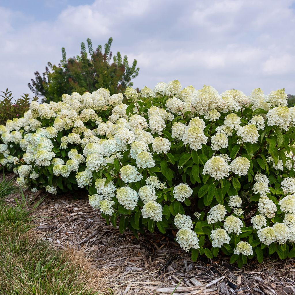 Rispenhortensie Little Hottie® First Editions® - Rispenhortensie Limelight Prime® Proven Winners® - Hydrangea paniculata