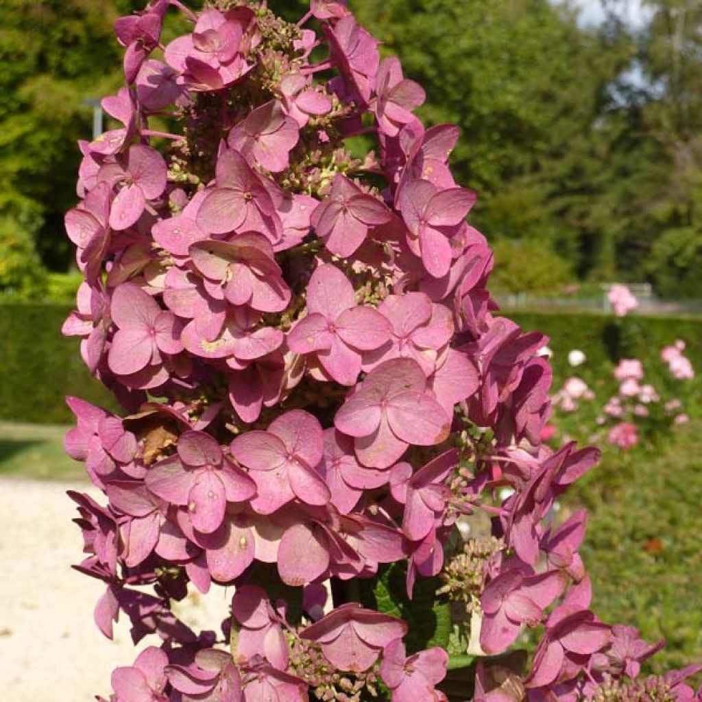 Rispenhortensie Mega Mindy - Hydrangea paniculata