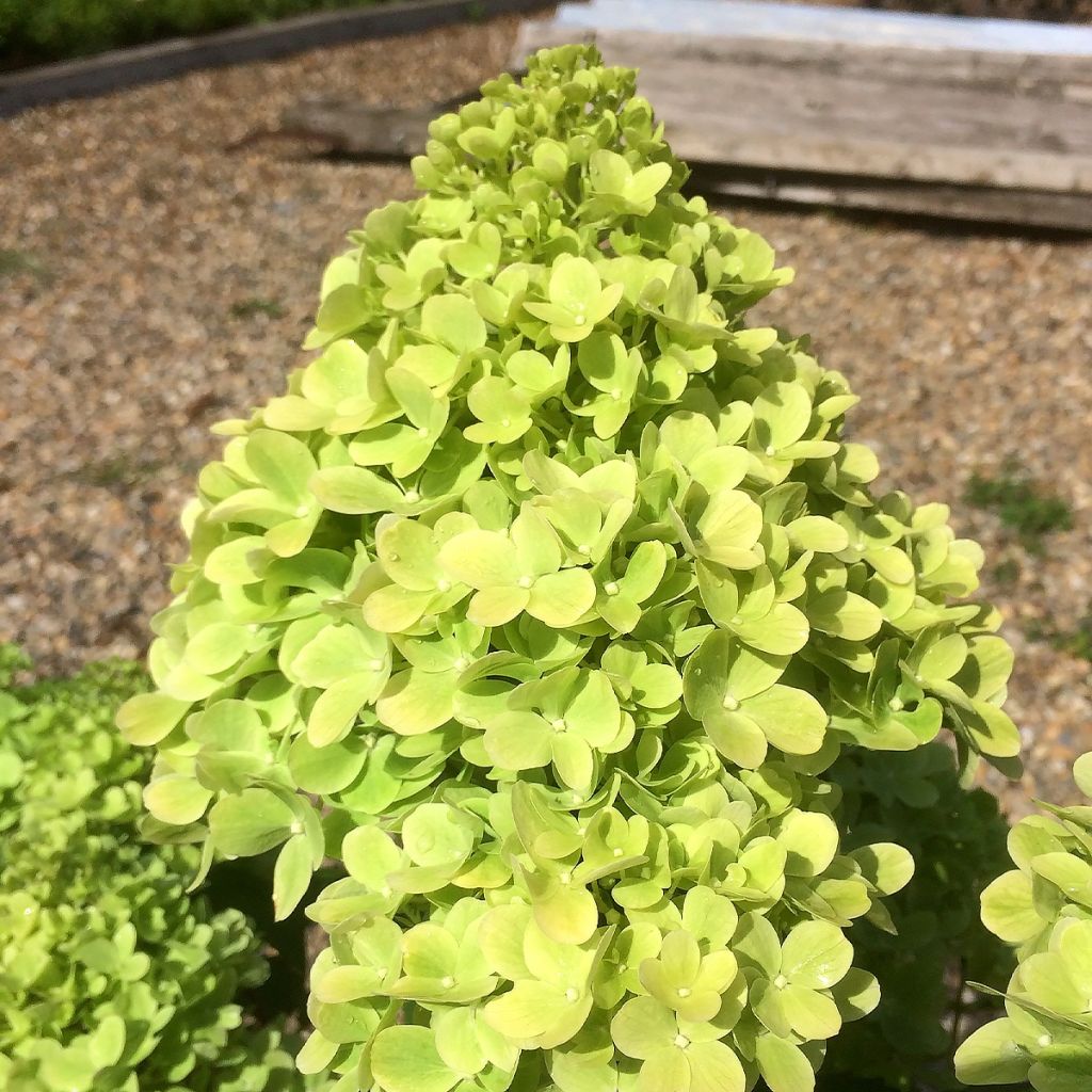 Hydrangea paniculata Mojito - hydrangéa paniculé