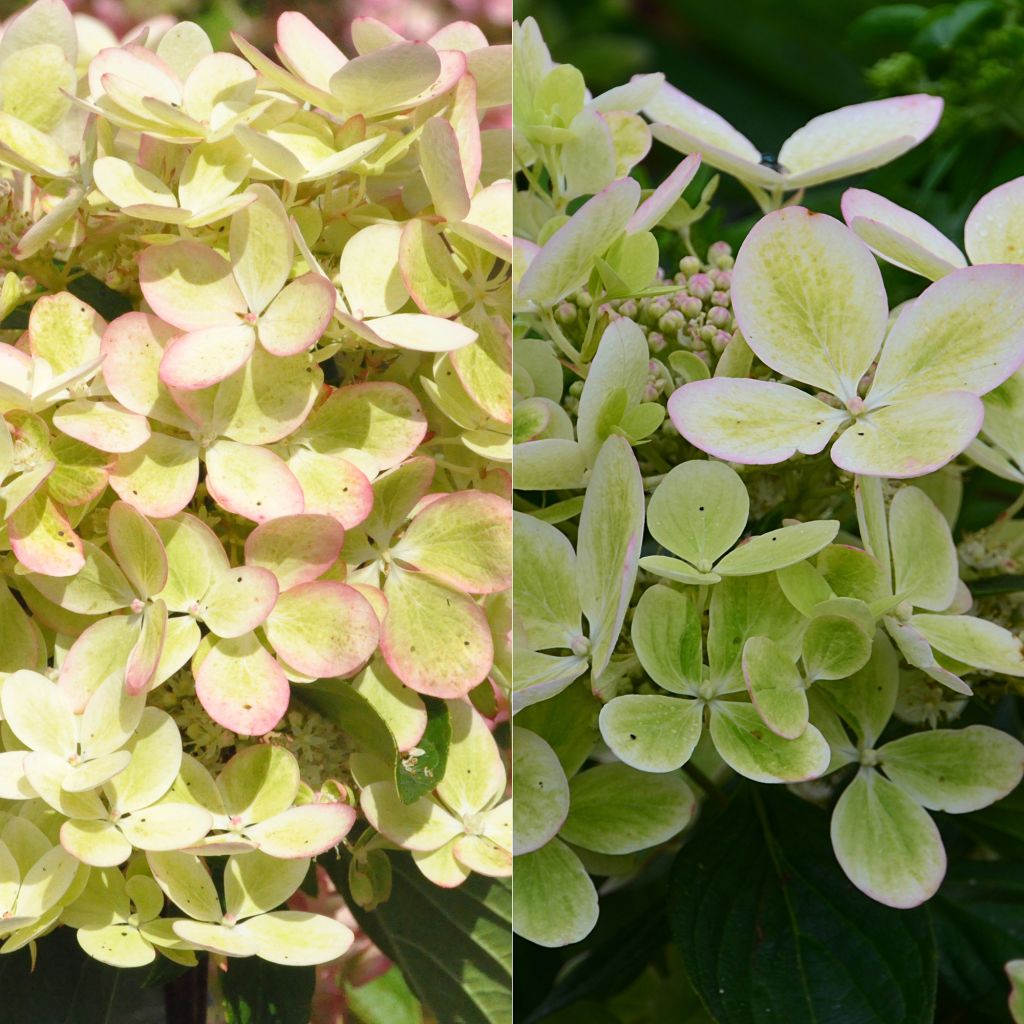 Hortensia - Hydrangea paniculata Pastelgreen ® Rencolor