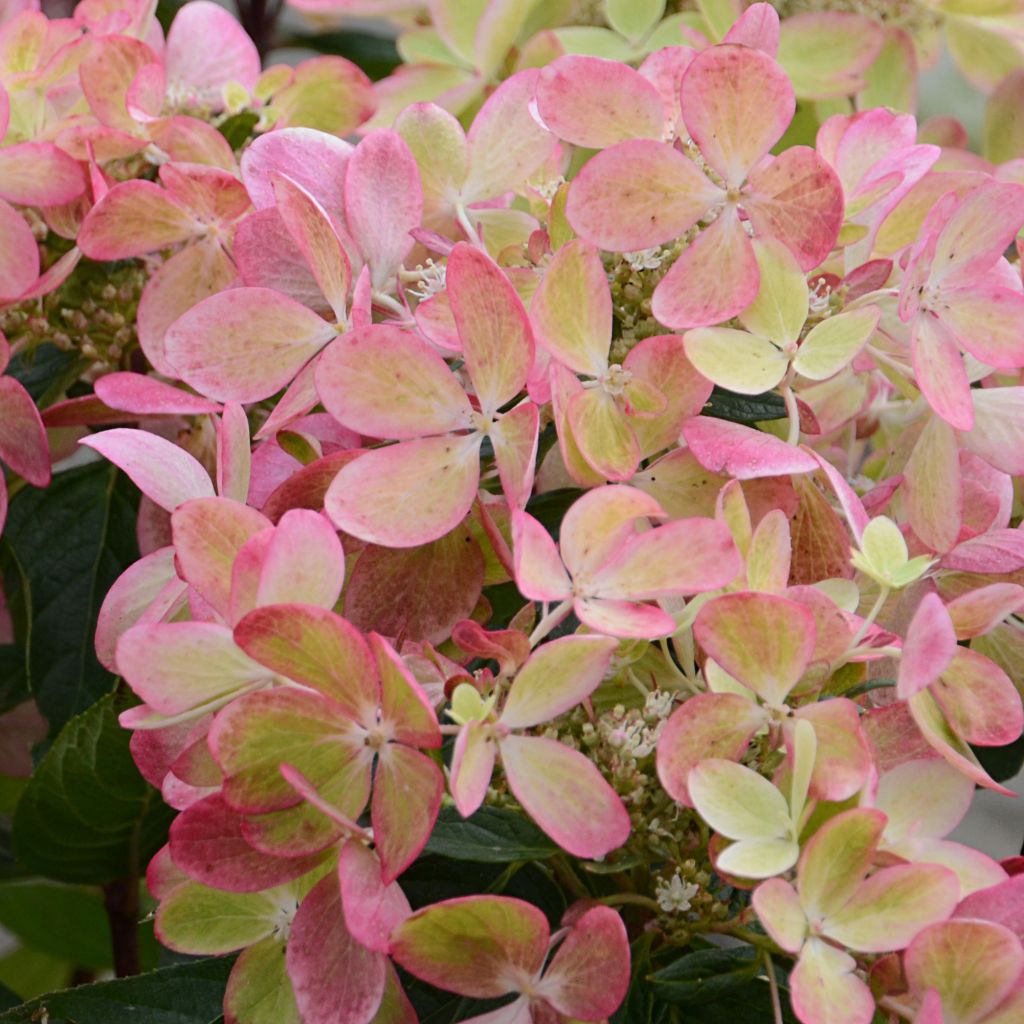 Hortensia - Hydrangea paniculata Pastelgreen ® Rencolor