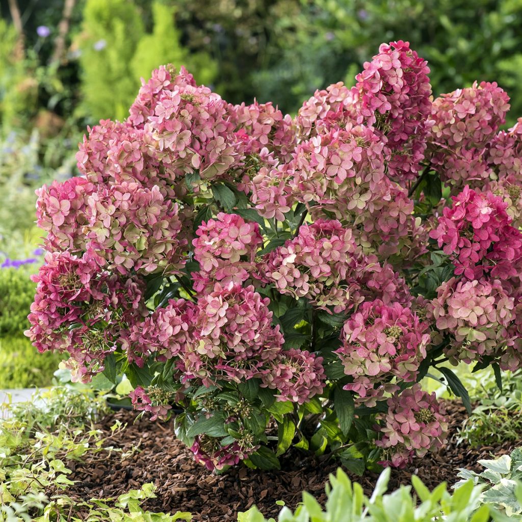 Rispenhortensie Petite Star - Hydrangea paniculata