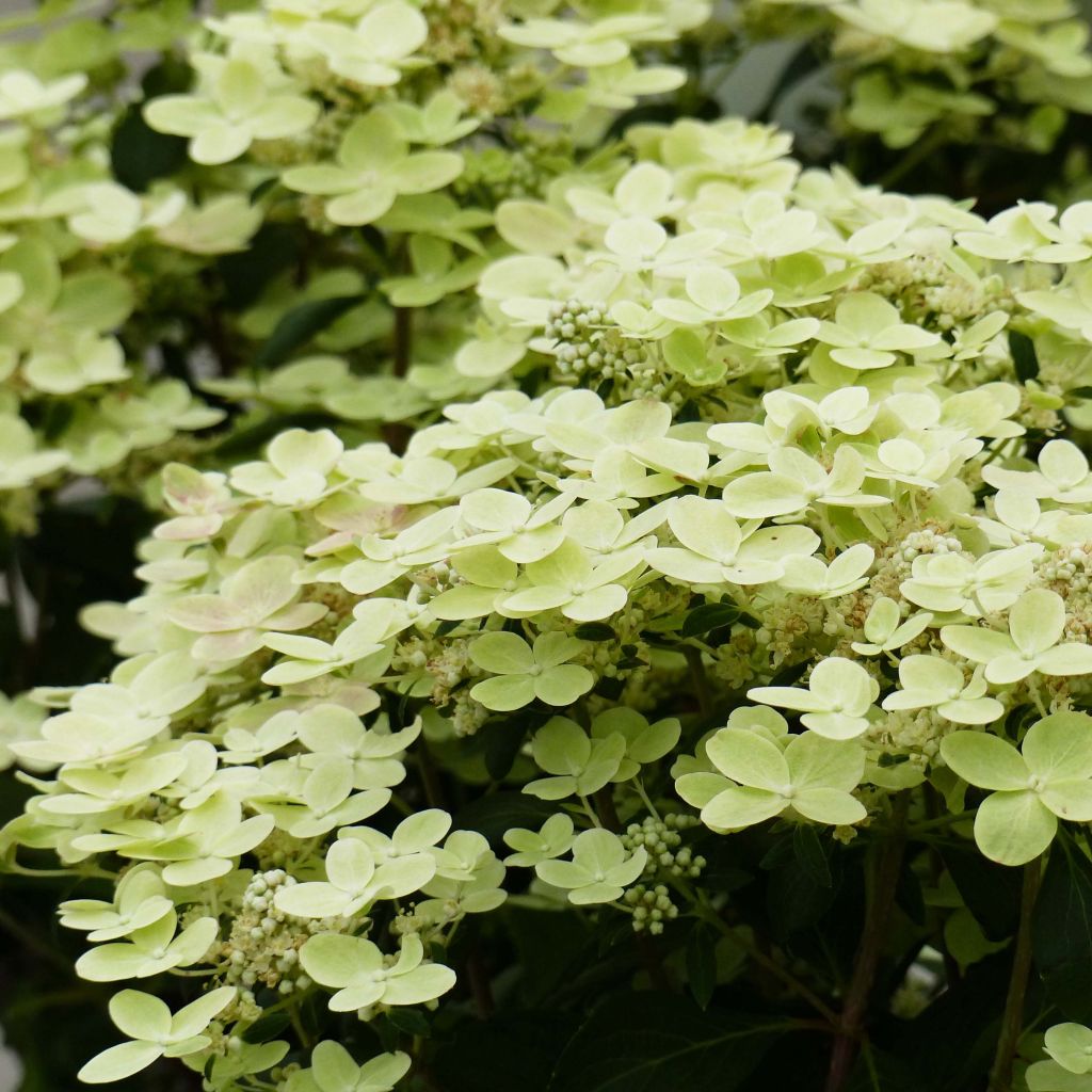 Rispenhortensie Switch Ophelia - Hydrangea paniculata