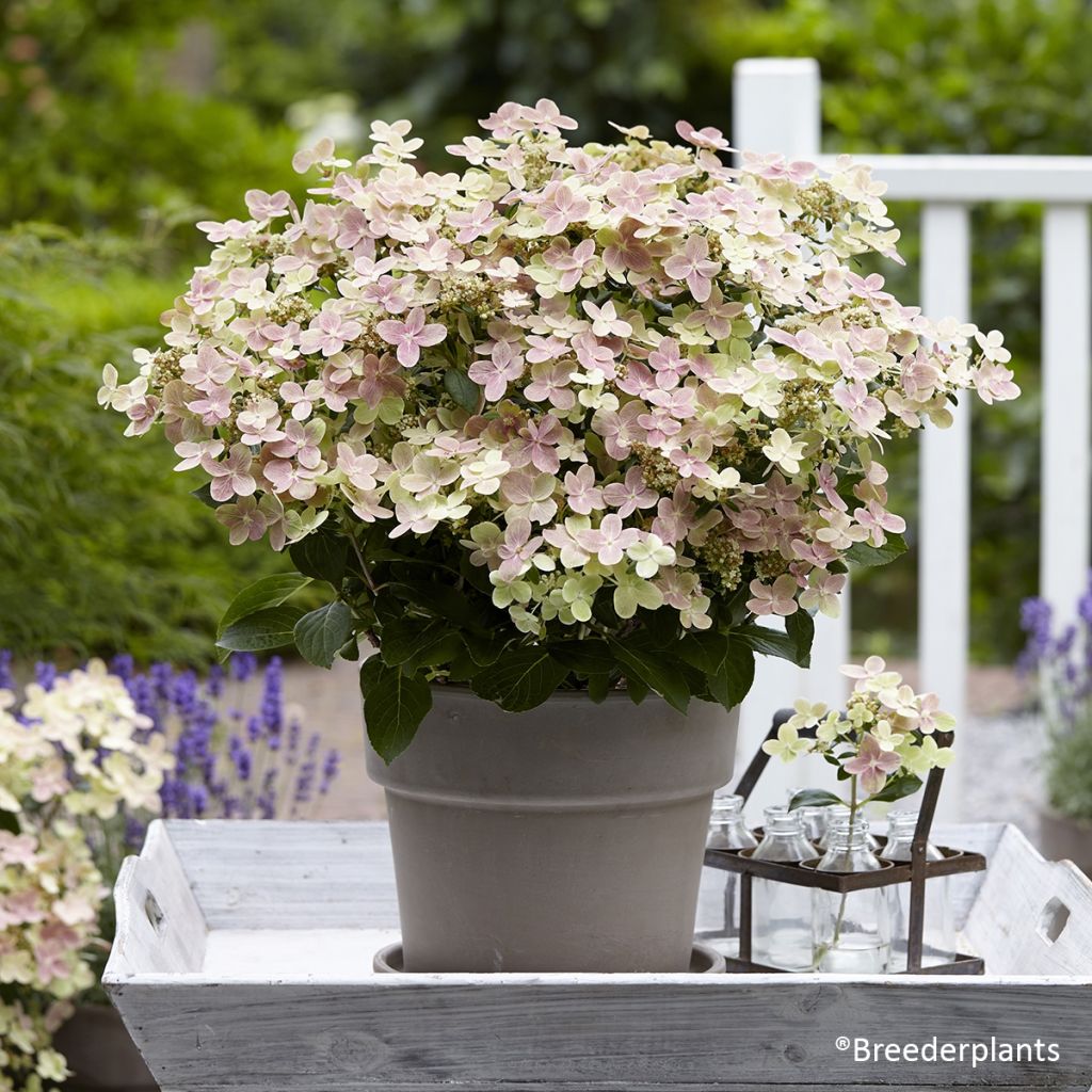 Rispenhortensie Switch Ophelia - Hydrangea paniculata