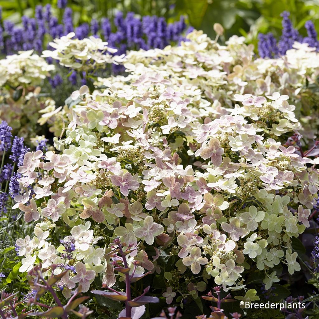 Rispenhortensie Switch Ophelia - Hydrangea paniculata