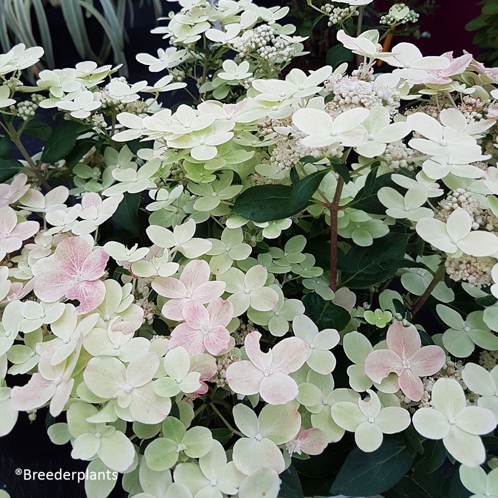 Rispenhortensie Switch Ophelia - Hydrangea paniculata