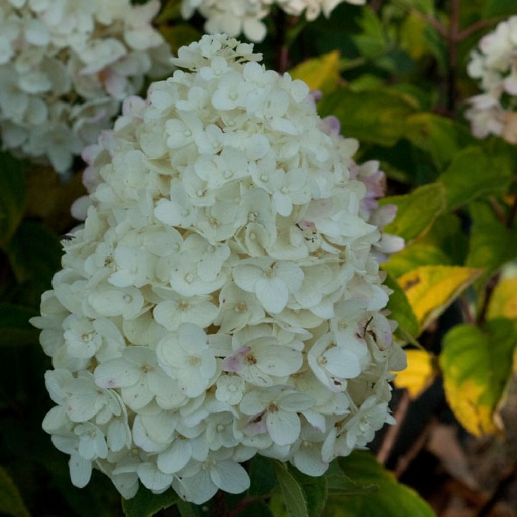 Rispenhortensie Silver Dollar - Hydrangea paniculata