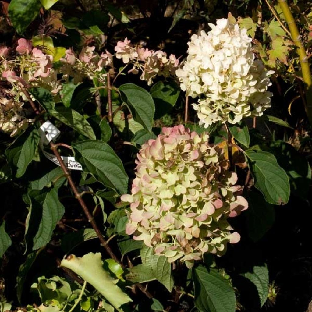 Rispenhortensie Silver Dollar - Hydrangea paniculata