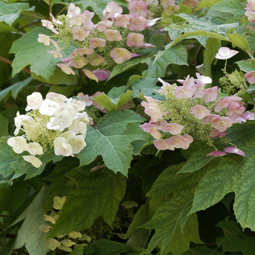 Eichenblatt-Hortensie Burgundy - Hydrangea quercifolia