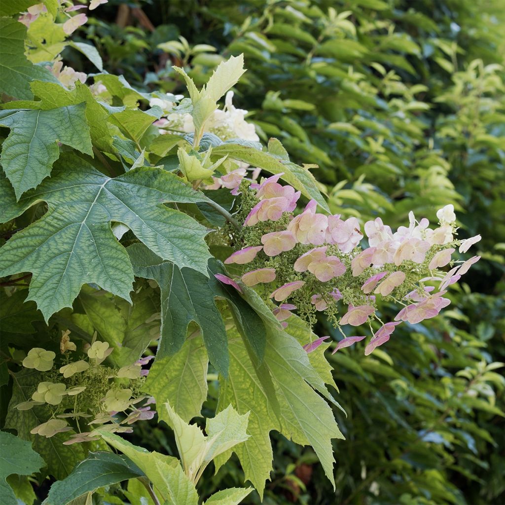 Eichenblatt-Hortensie Burgundy - Hydrangea quercifolia