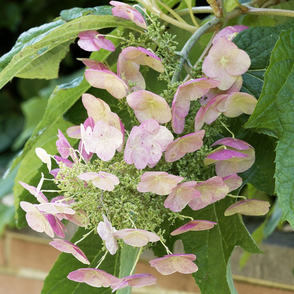 Eichenblatt-Hortensie Burgundy - Hydrangea quercifolia