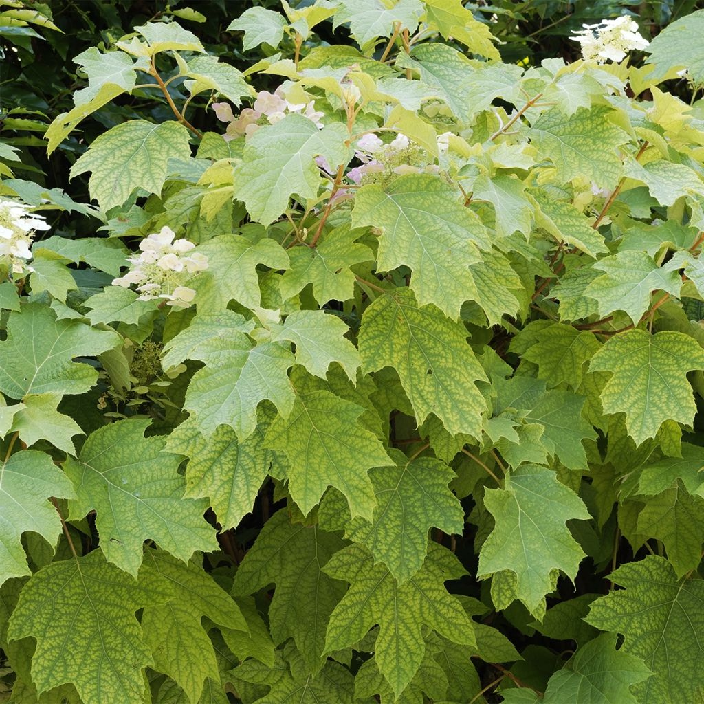 Eichenblatt-Hortensie Burgundy - Hydrangea quercifolia