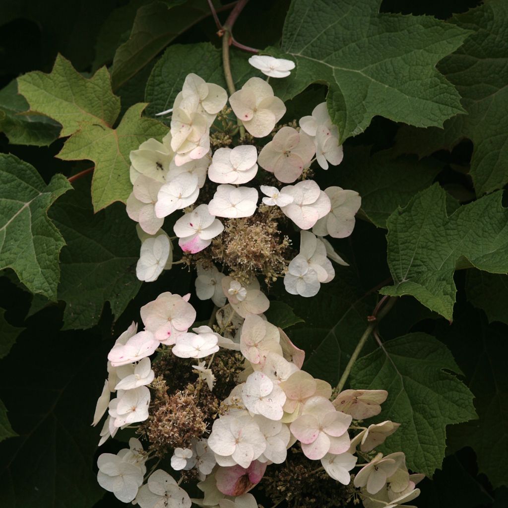 Eichenblatt-Hortensie Burgundy - Hydrangea quercifolia