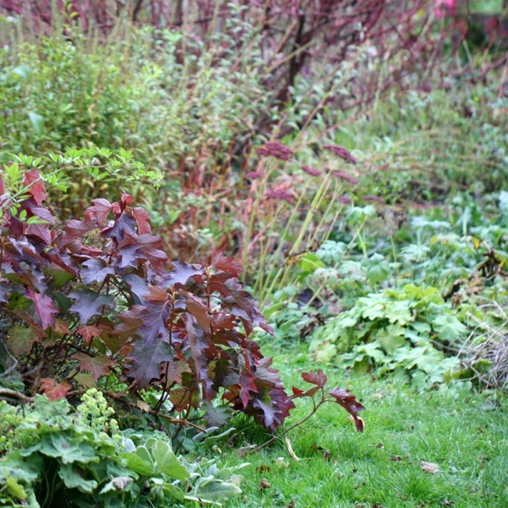 Eichenblatt-Hortensie Burgundy - Hydrangea quercifolia