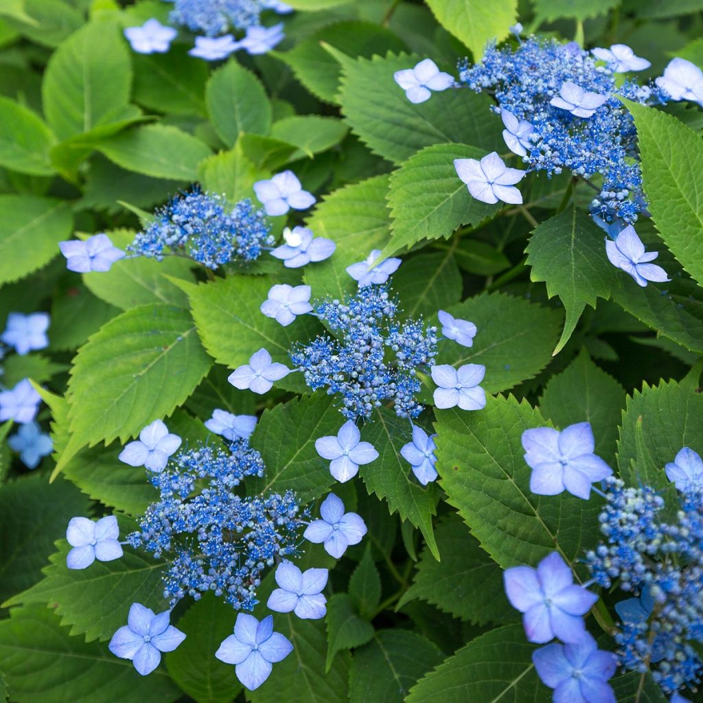 Hydrangea serrata Annie's Blue - Tellerhortensie