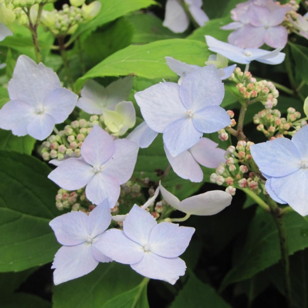 Hydrangea serrata Blue Deckle - Tellerhortensie