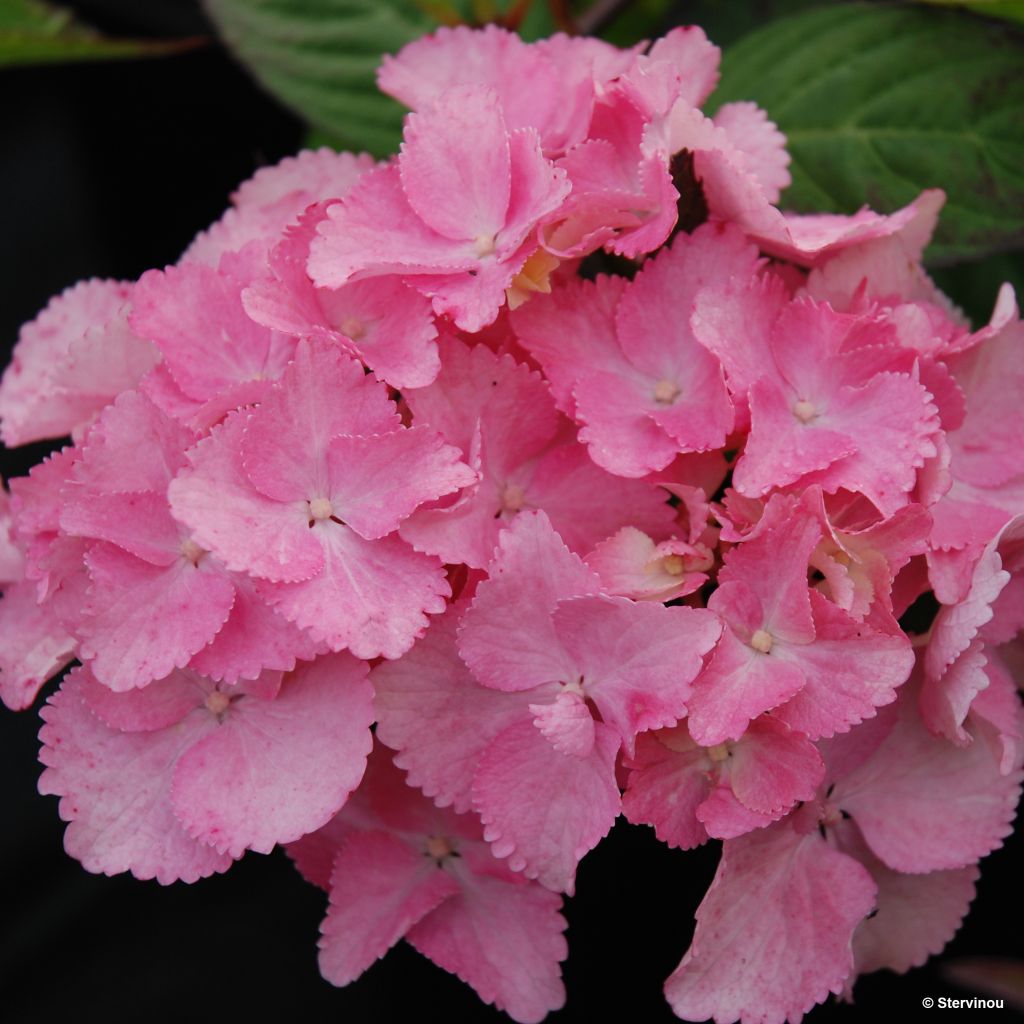 Hortensia - Hydrangea serrata Cap Sizun