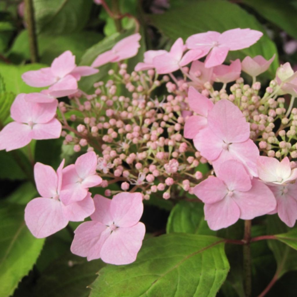 Hydrangea serrata Graciosa - Tellerhortensie