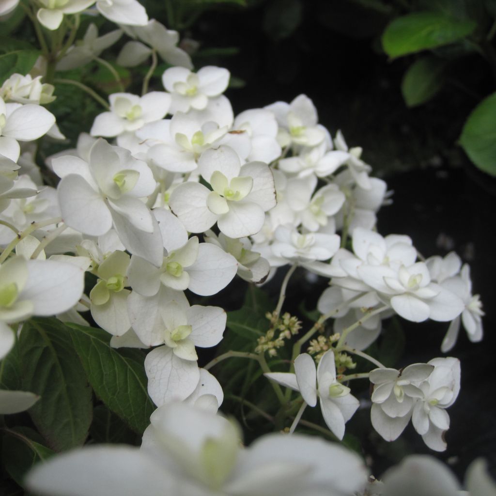 Hydrangea serrata Hakucho - Tellerhortensie