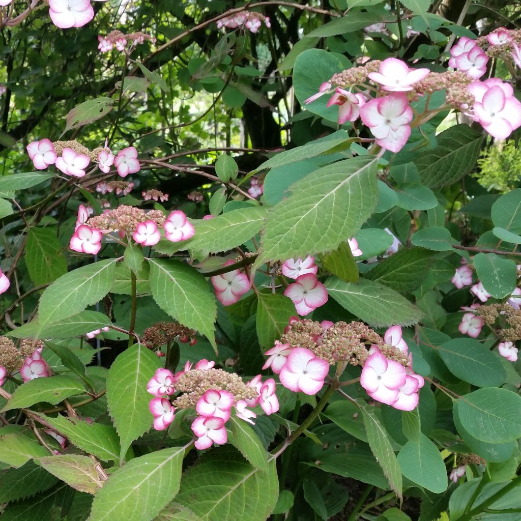 Hydrangea serrata Kiyosumi - Tellerhortensie