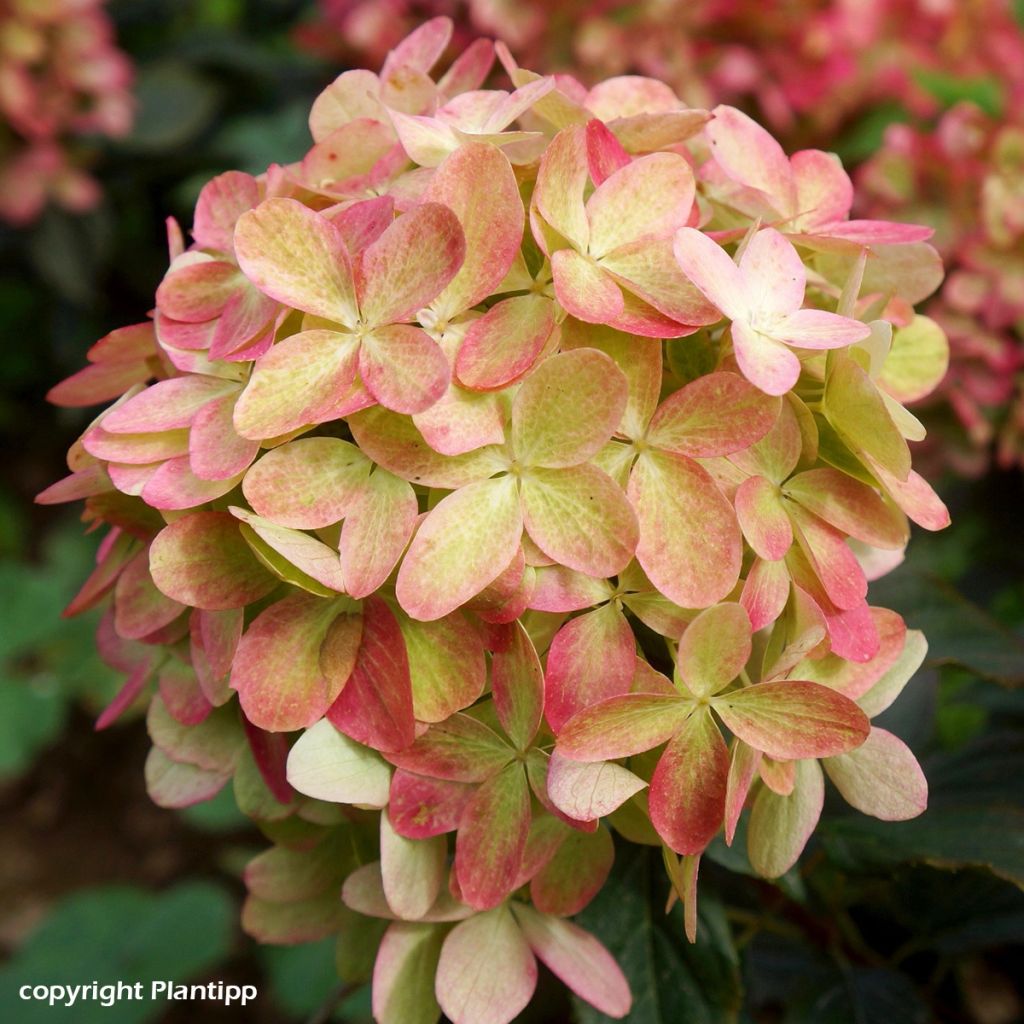 Rispenhortensie Graffiti - Hydrangea paniculata