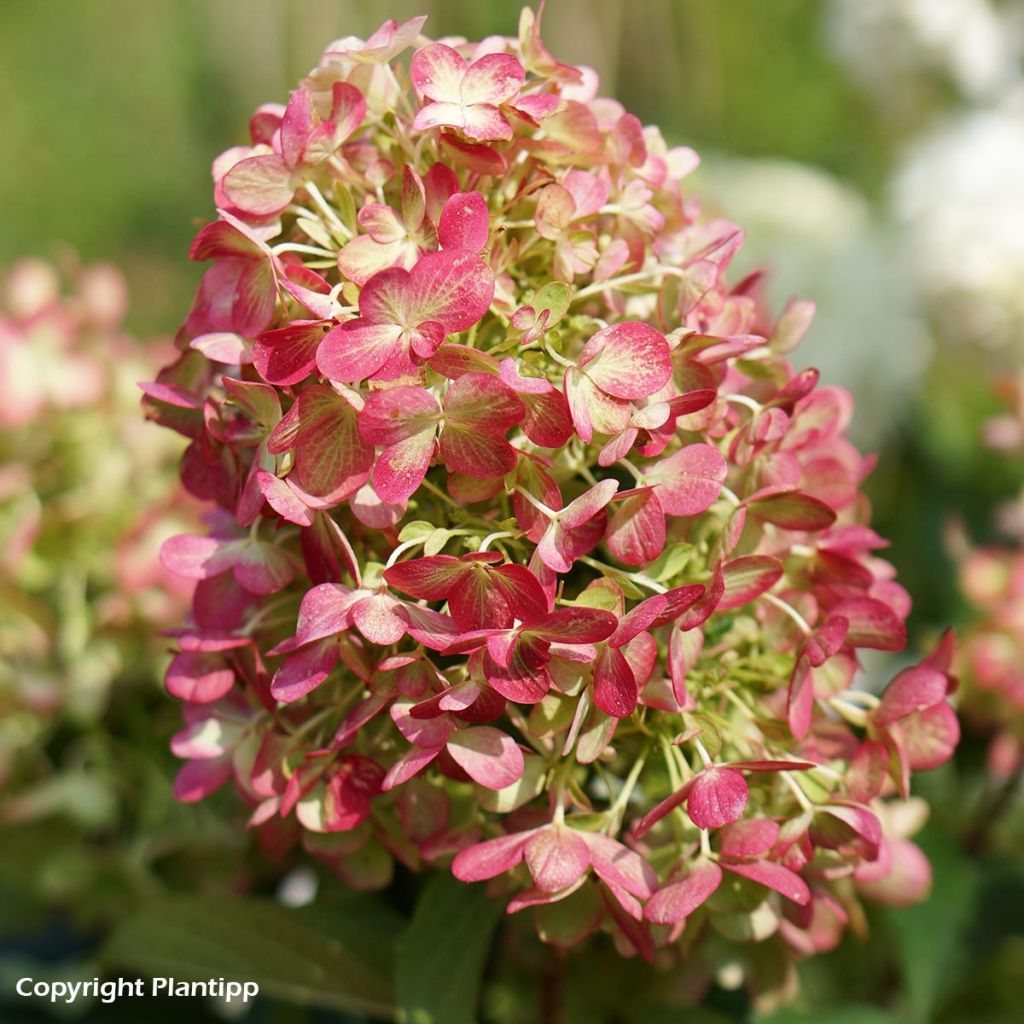 Rispenhortensie Graffiti - Hydrangea paniculata