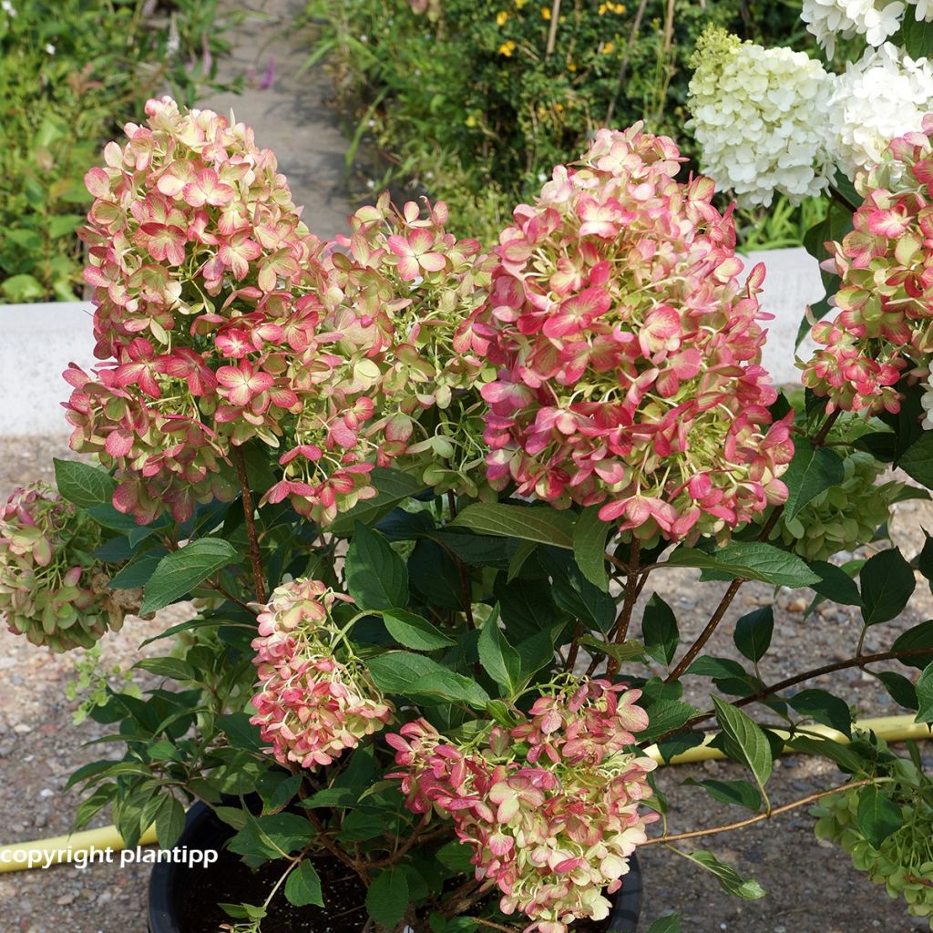 Rispenhortensie Graffiti - Hydrangea paniculata