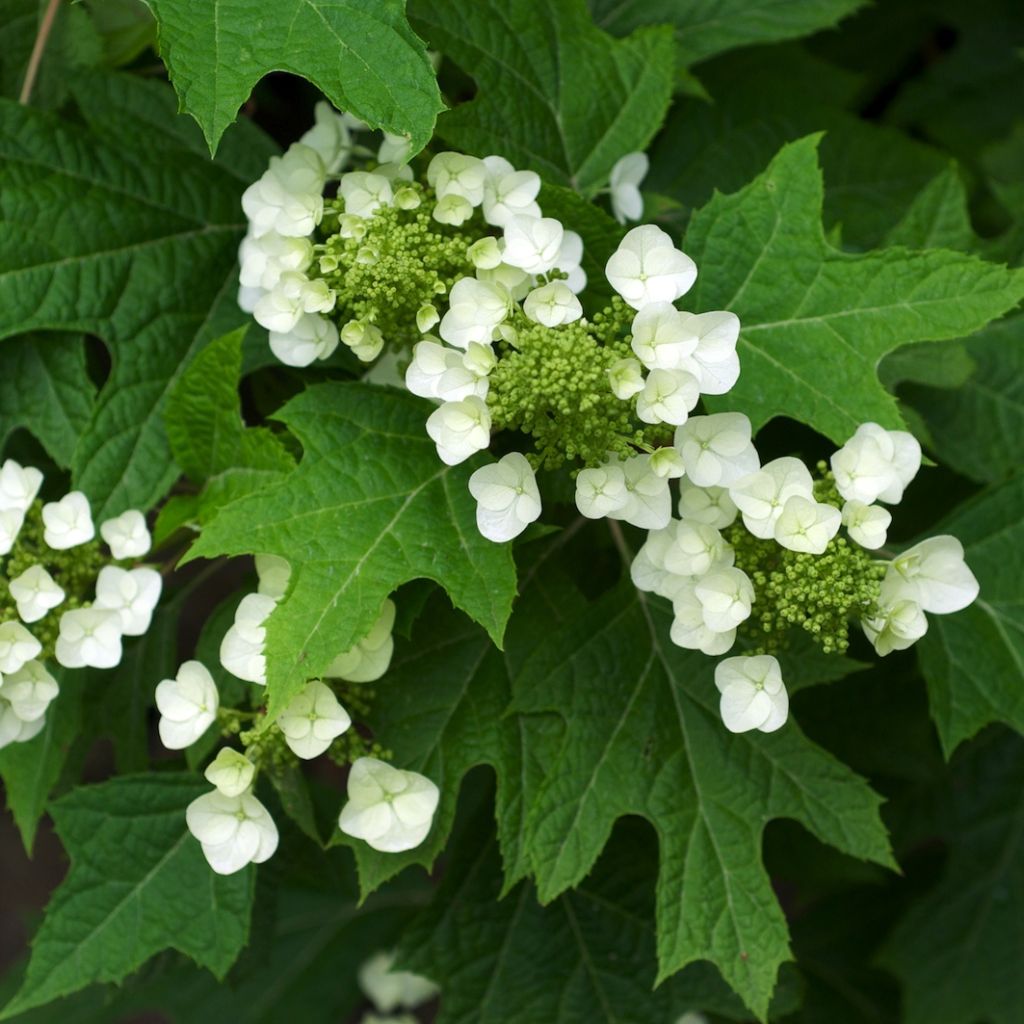 Eichenblatt-Hortensie Bultinks Giant Flowers - Hydrangea quercifolia