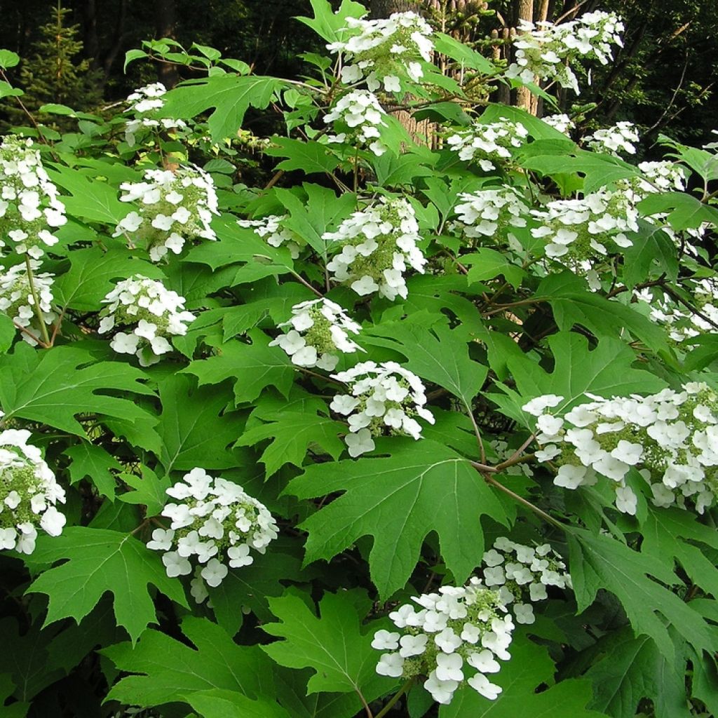 Hortensia à feuilles de chêne - Hydrangea quercifolia