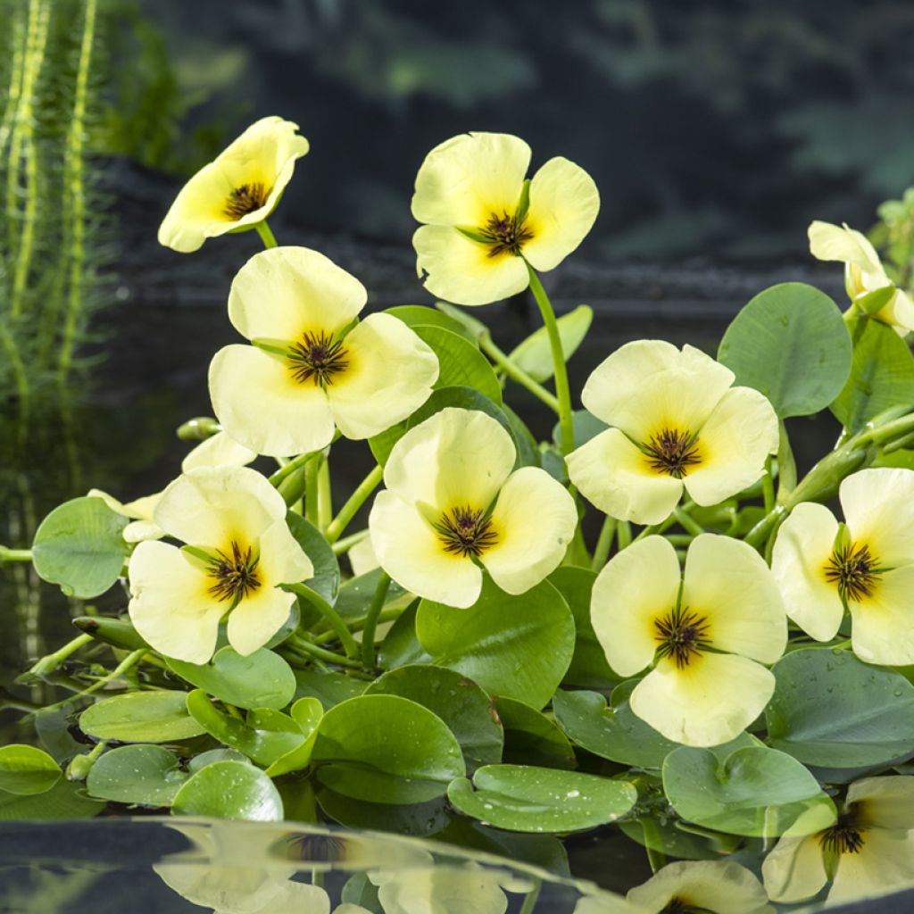 Hydrocleys nymphoides - Seerosenähnliche Wassermohn