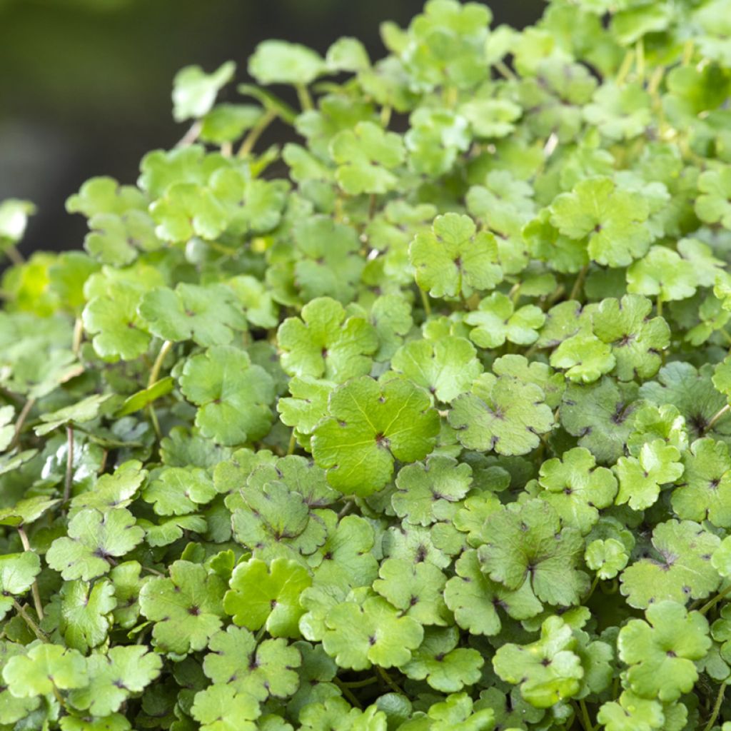 Hydrocotyle nova-zealandiae - Neuseeland-Wassernabel