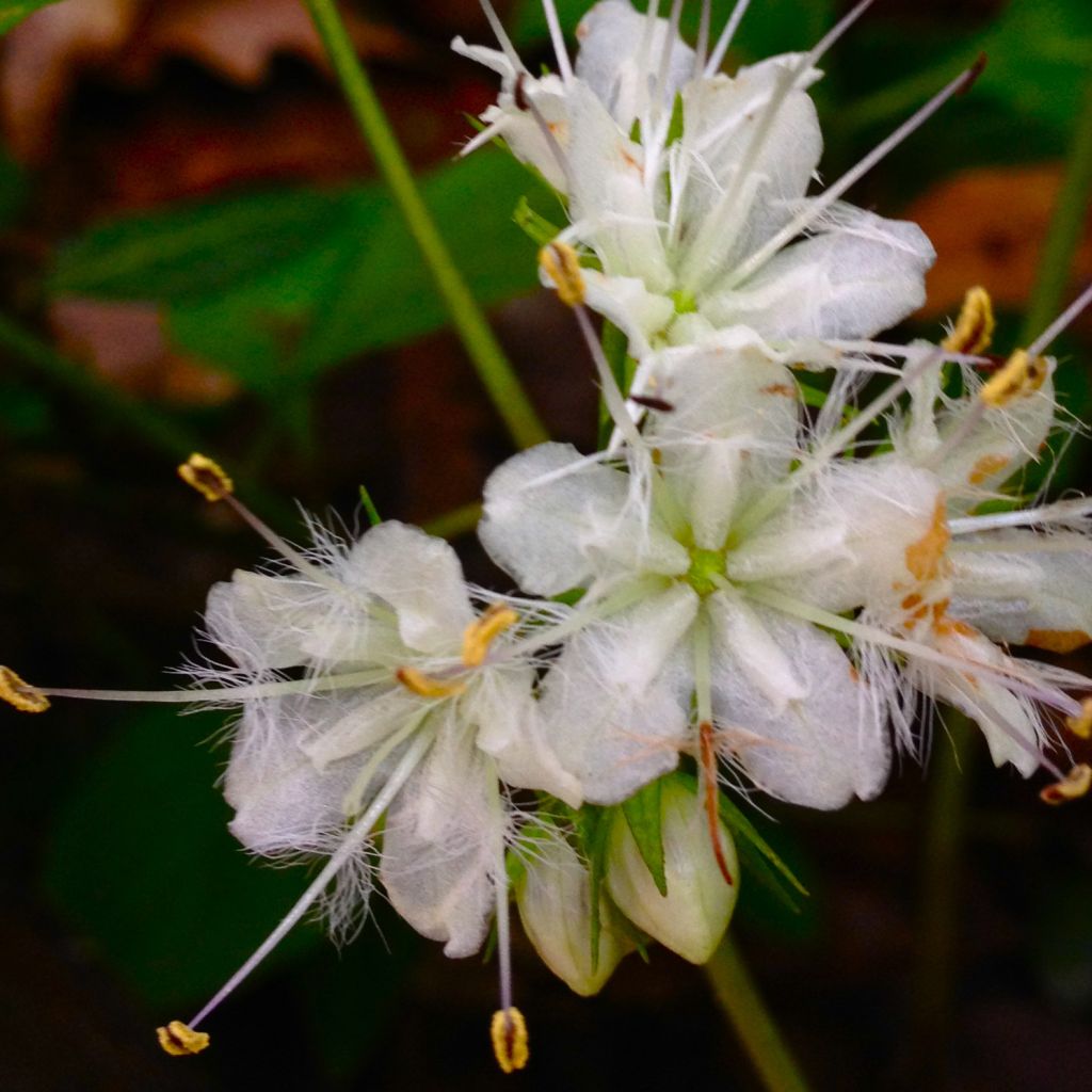 Hydrophyllum canadense - Kanadische Wasserblatt