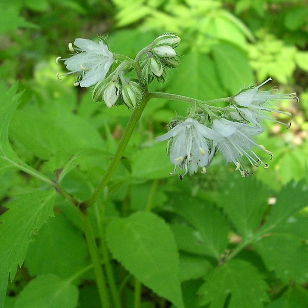 Hydrophyllum virginianum - Virginia Wasserblatt