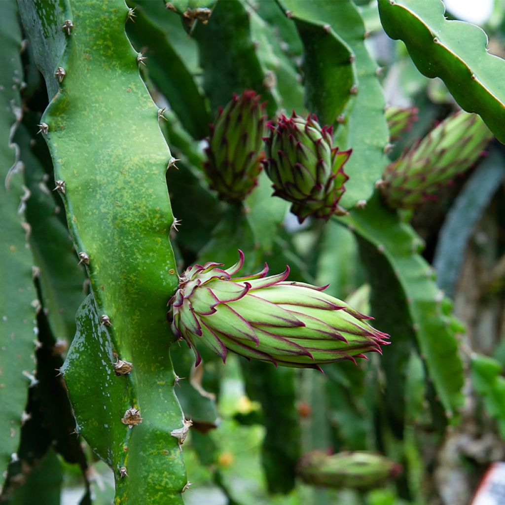 Hylocereus megalanthus - Gelbe Pitahaya